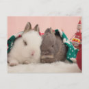 Recherche de lapin de noël cartes postales Moelleux