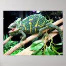 Suche nach verschleierte poster Reptil