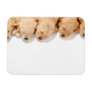 Recherche de dormant magnets Chien