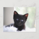 Recherche de domestique cartes postales Photographie