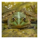 Recherche de sur le lit posters Animal