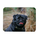 Recherche de carlin noir magnets Plomb et pam langrish