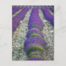 Suche nach lavender fields poster Landschaftlich