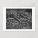 Suche nach amerikanischer alligator postkarten Tier