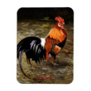 Recherche de gallo magnets Coq