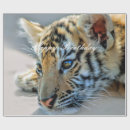 Recherche de petit chat papier cadeau Animaux