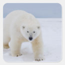 Recherche de carnivore autocollants Faune