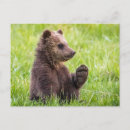 Recherche de ourson cartes postales Grizzli