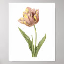 Recherche de rose de tulipe art Botanique