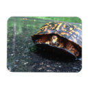 Recherche de tortues magnets Reptile