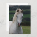 Suche nach pony postkarten Animal