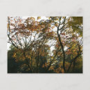 Suche nach japanischer ahorn postkarten Baum