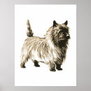 Suche nach cairn terrier poster Rasse