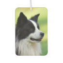 Recherche de border collie photographie Animal de compagnie