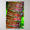 Suche nach baumrinden poster Wälder