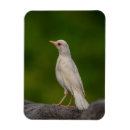 Recherche de rare magnets Animal