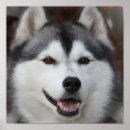 Suche nach husky poster Welpen