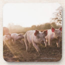 Suche nach ferkel untersetzer Natur
