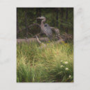 Suche nach heldin postkarten Vogelvogel