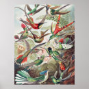 Suche nach trochilidae poster Kunstformen der natur