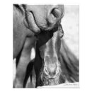 Recherche de poulain de cheval posters Frison