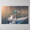 Recherche de canards sauvages posters Anas platyrhynchos