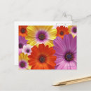 Suche nach gänseblümchen postkarten Osteospermum