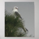 Recherche de cerfs volants posters Oiseau