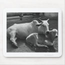 Suche nach kälber mousepads Landwirtschaft
