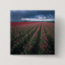 Suche nach rote tulpe buttons Usa