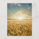 Recherche de orge posters Beau