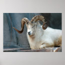 Recherche de sheep posters Mouton