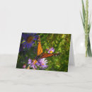 Suche nach monarchfalter karten Fotografie