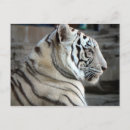 Suche nach white tiger postkarten Tier