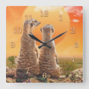 Suche nach meerkats Afrika