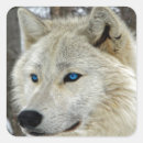 Recherche de loup bleu autocollants Animal