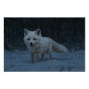 Suche nach weißer fuchs poster Weißfuchs