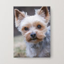 Recherche de chien de terrier badges Dog
