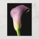 Recherche de de lis cartes postales Bride