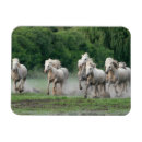 Recherche de horse magnets Farm