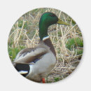 Recherche de chasse de canard photographie Toute personne
