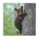 Suche nach bear fliesen Tiere