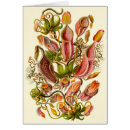 Suche nach haeckel karten Pflanze