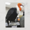 Suche nach geier postkarten Bussard