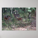 Recherche de cerf virginie posters Andouillers