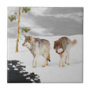 Recherche de loup carreaux Neige