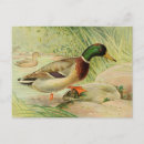 Suche nach duck postkarten Enten