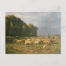 Recherche de berger moutons cartes postales Rural