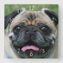 Recherche de chien de carlin horloges Chiot