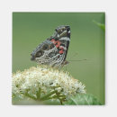 Recherche de insectes de dame magnets Nature